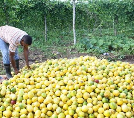 Productores de Chinola en Ocoa dicen enfrentar situación económica dificil